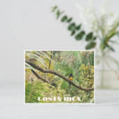 Tropischer Jungle-Vogel aus Costa Rica am Zweig Postkarte (Stehend Vorderseite)