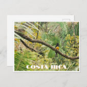 Tropischer Jungle-Vogel aus Costa Rica am Zweig Postkarte (Vorne/Hinten)