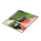 Tropischer Kolibri an der Zufuhr Fliese (Seite)