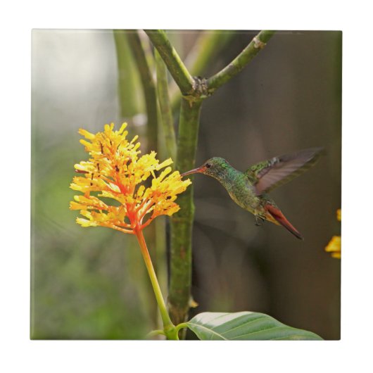 Tropischer Kolibri und Blume Fliese (Vorderseite)