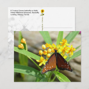 Tropischer Monarchfalter, FL - Postkarte