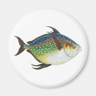 Tropischer Ohnenfisch, Vintages Meerwassertier Magnet