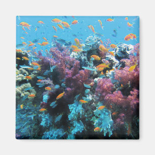 Tropischer Orangenfisch und rosa Koralle Magnet