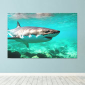 Tropischer Raubtier: Weißer Hai Leinwanddruck (Insitu (Holzboden))