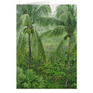 Tropischer Regenwald