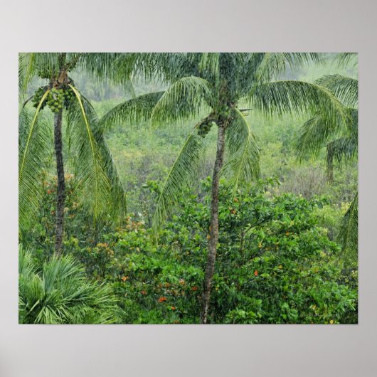 Tropischer Regenwald 2 Poster (Vorne)