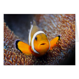 Tropischer Rifffisch - Clownfisch