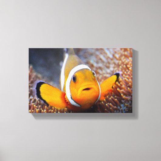 Tropischer Rifffisch - Clownfisch Leinwanddruck (Vorderseite)