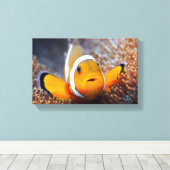 Tropischer Rifffisch - Clownfisch Leinwanddruck (Insitu (Holzboden))