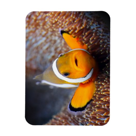 Tropischer Rifffisch - Clownfisch Magnet (Vertikal)