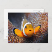 Tropischer Rifffisch - Clownfisch Postkarte (Vorne/Hinten)
