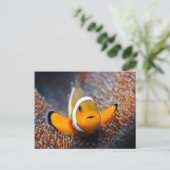 Tropischer Rifffisch - Clownfisch Postkarte (Stehend Vorderseite)