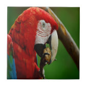 Tropischer Roter Papagei Fliese (Vorderseite)
