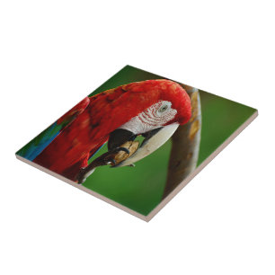 Tropischer Roter Papagei Fliese