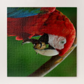 Tropischer Roter Papagei Puzzle (Horizontal)