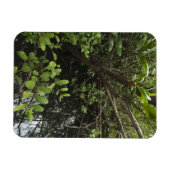 Tropischer Salzteich Magnet (Horizontal)