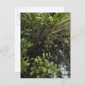 Tropischer Salzteich Postkarte (Vorne/Hinten)