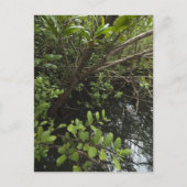 Tropischer Salzteich Postkarte (Vorderseite)