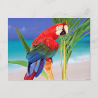Tropischer Scarlet Macaw