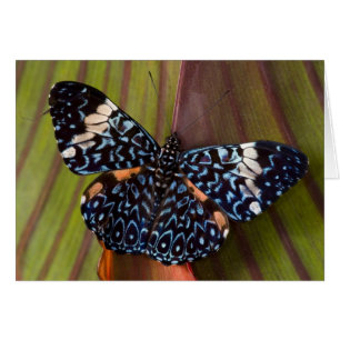 Tropischer Schmetterling