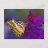 Tropischer Schmetterling auf violetten Blumen Postkarte (Vorderseite)