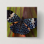 Tropischer Schmetterling Button (Vorderseite)