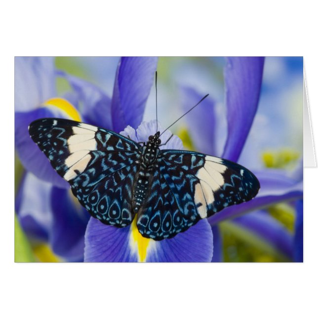 Tropischer Schmetterling Lila Iris (Vorderseite (Horizontal))