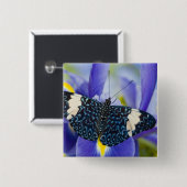 Tropischer Schmetterling Lila Iris Button (Vorne & Hinten)