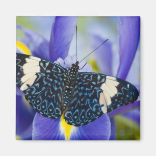 Tropischer Schmetterling Lila Iris Magnet