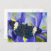 Tropischer Schmetterling Lila Iris Postkarte (Vorne/Hinten)