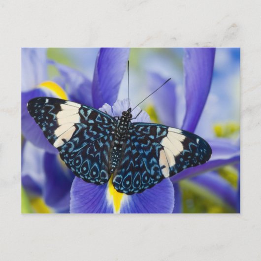 Tropischer Schmetterling Lila Iris Postkarte (Vorderseite)