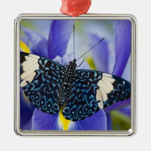 Tropischer Schmetterling Lila Iris Silbernes Ornament (Vorne)