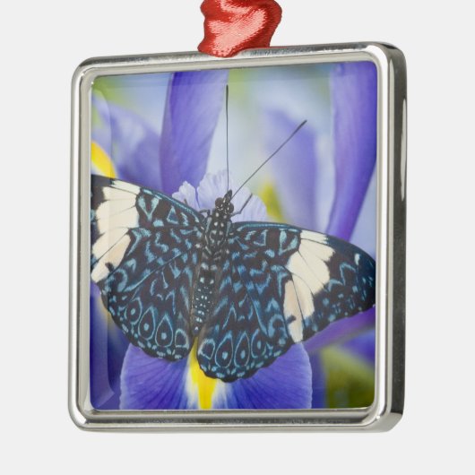 Tropischer Schmetterling Lila Iris Silbernes Ornament (Links)
