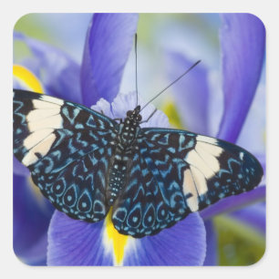 Tropischer Schmetterling Lila Schwertlilie Quadratischer Aufkleber