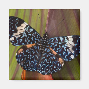Tropischer Schmetterling Magnet