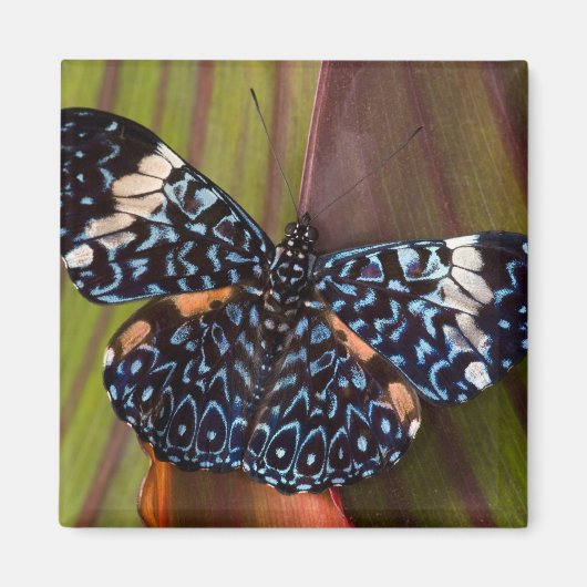 Tropischer Schmetterling Magnet (Vorne)