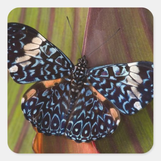 Tropischer Schmetterling Quadratischer Aufkleber (Vorderseite)