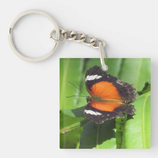 Tropischer Schmetterling Schlüsselanhänger (Vorderseite)