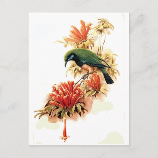 Tropischer Splendor Postkarte (Vorderseite)