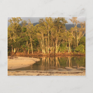 Tropischer Sumpf bei der Postkarte der Palmbucht