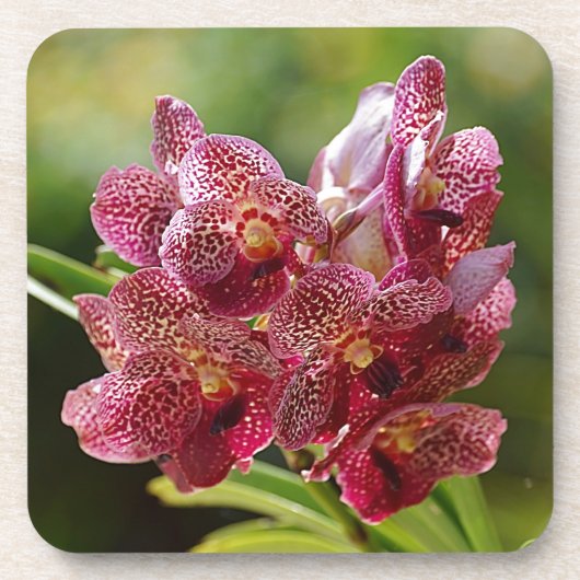 Tropischer Vanda-Orchid-Cluster Getränkeuntersetzer (Vorderseite)
