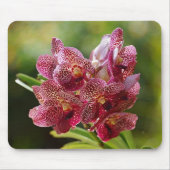 Tropischer Vanda-Orchideen-Cluster Mousepad (Vorne)