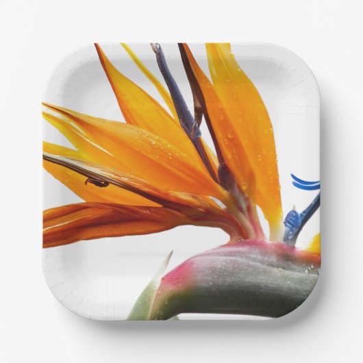 Tropischer Vogel der Paradischen Pflanze Pappteller (Vorderseite)