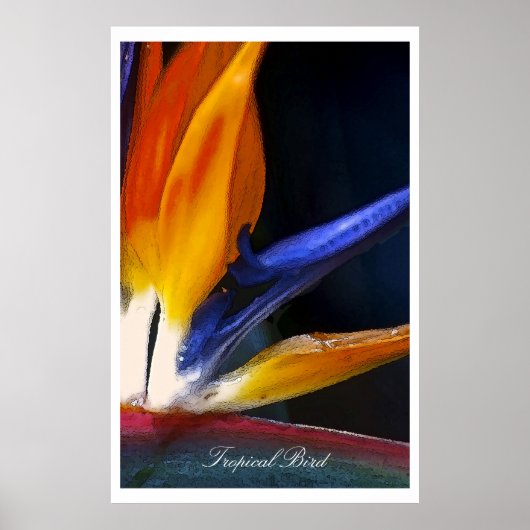Tropischer Vogel, Plakat (Vorne)