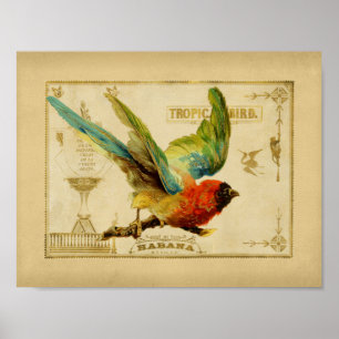 Tropischer Vogel Vintage-Zigarrenkiste Poster