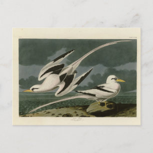 Tropischer Vogel von John Audubons Vögeln Amerikas Postkarte