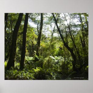 Tropischer Wald mit moosbewachsenen Bäumen und Bäu Poster