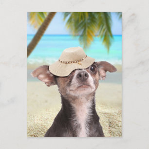 Tropisches Chihuahua im Urlaub Postkarte