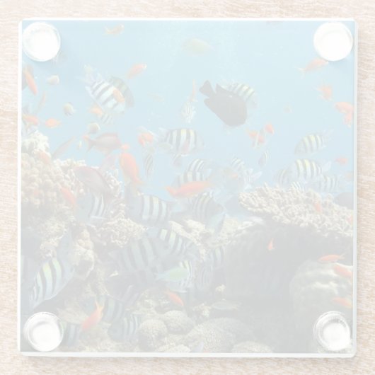 Tropisches Fisch-Chaos Glasuntersetzer (Rückseite)