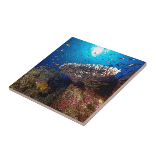 Tropisches Fisch-Great Barrier Reef Fliese (Seite)